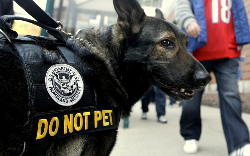 Bertus, a K-9 unit of the U.S. Department of Homeland Security, watches over the festivities near Super Bowl Village in Indianapolis, Friday, Feb. 3, 2012.