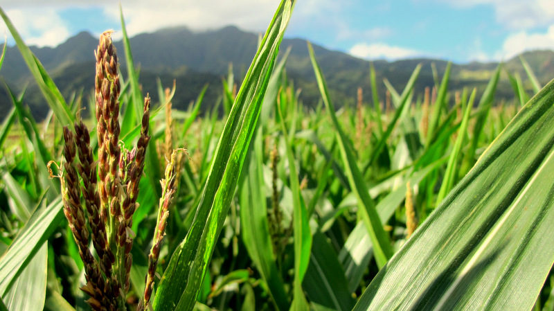 Sowing And Spraying Trouble In Paradise: How GMOs Are Destroying Kauai