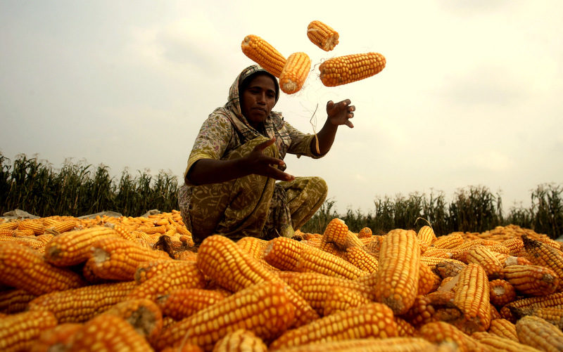 Pakistan Says ‘No’ To GMOs