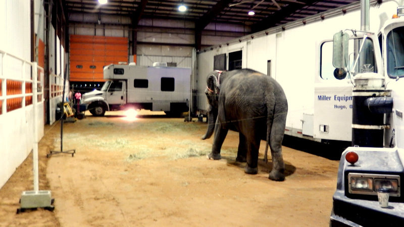 An Elephant Never Forgets: Video Highlights Dangers Of Traumatized Elephants