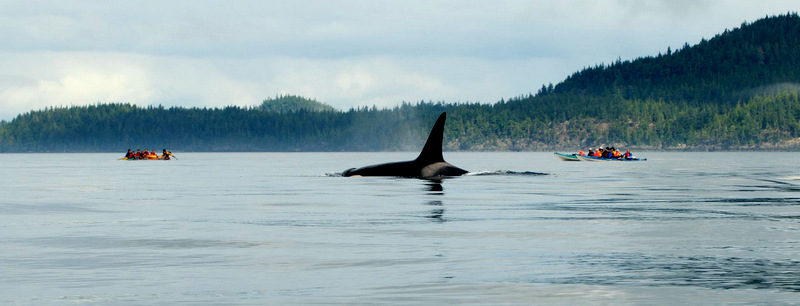 1-Orca_johnstone_strait