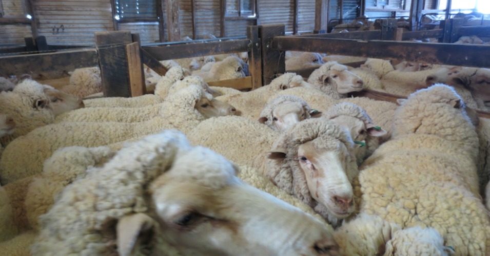 PETA Exposes Abuse, Cruelty At Sheep-Shearing Operations In US And Australia