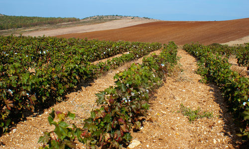 EPA Denies Texas’ Emergency Request To Use Dangerous Herbicide On 3 Million Cotton Field Acres