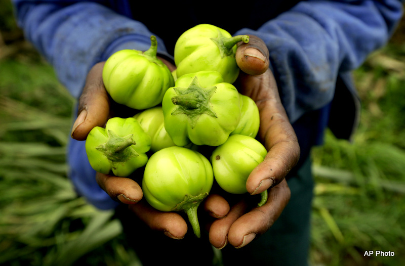 Food and Farm Refugee Farmers