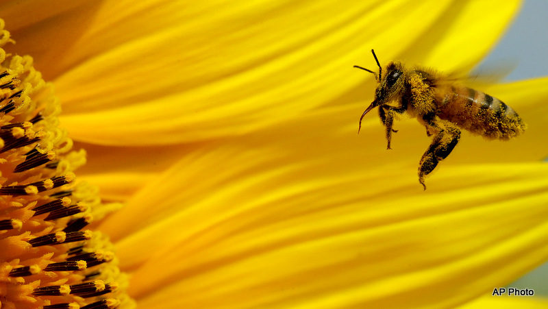 Unpublished Studies By Chemical Giants Detail Pesticide Effects On Bees
