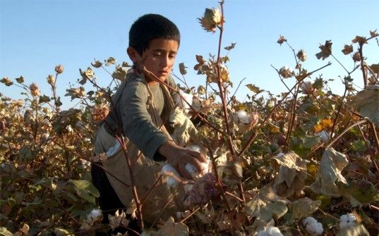 Uzbekistan Still Using Child Slaves To Pick Cotton