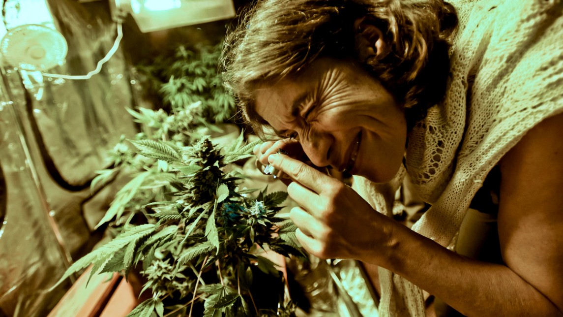 документальный фильм о пользе марихуаны