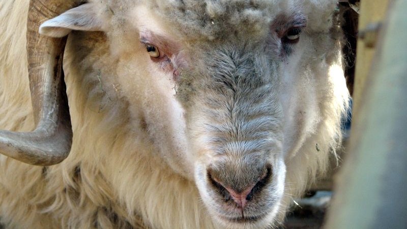 Navajo Sheep