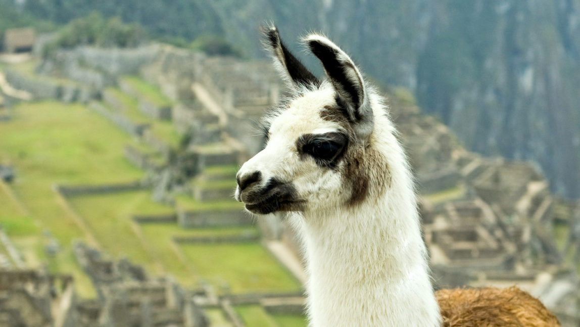 Llama