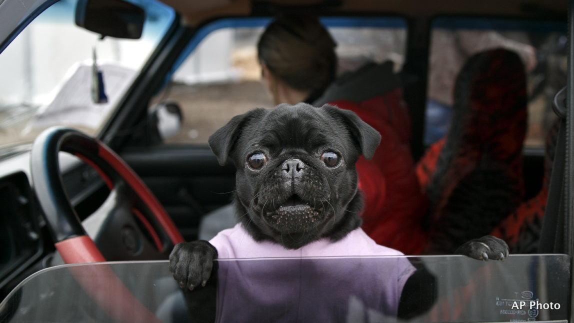 A small dog peers from a car at an Ukrainian army checkpoint near Kurakhove, Ukraine, Tuesday, March 3, 2015 on a road leading to Russia-backed separatists held territory. Ukraine's president signed a decree Monday opening the way to a formal request for international peacekeepers to be stationed in eastern regions where government forces are battling Russian-backed separatists.(AP Photo/Vadim Ghirda)
