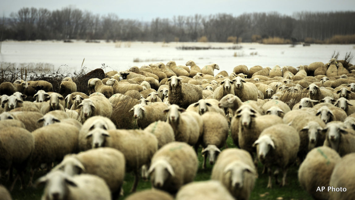 Sheep stand next to a field covered in water at the small town of Boquineni, northern Spain.