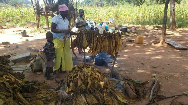 An unidentified woman from Zimbabwe's Mashonaland Central Province at Manzou Farm packs her tobacco with the help of her children as they prepare to leave following an eviction order. “Land grabs in Africa have helped to perpetuate economic inequalities similar to the colonial era economic imbalances” – Terry Mutsvanga, Zimbabwean rights activist. Credit: Jeffrey Moyo/IPS