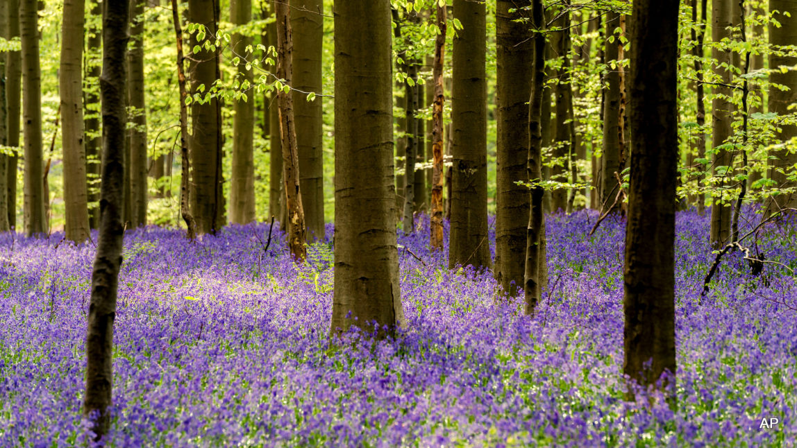 Bluebells (Hyacinthoides non-scripta) bloom in an ancient woodland forest (AP Photo/Geert Vanden Wijngaert)