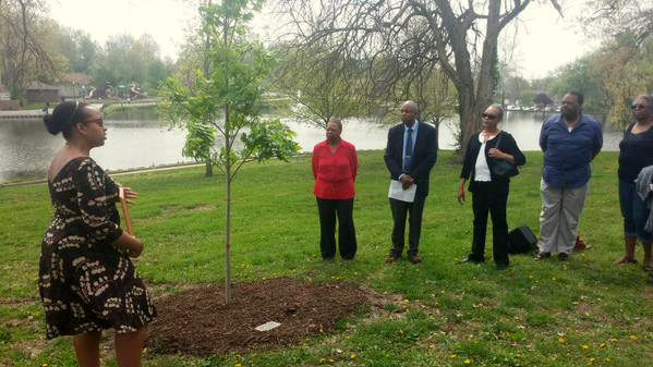 "Mike Brown tree dedicated yesterday, decimated today"