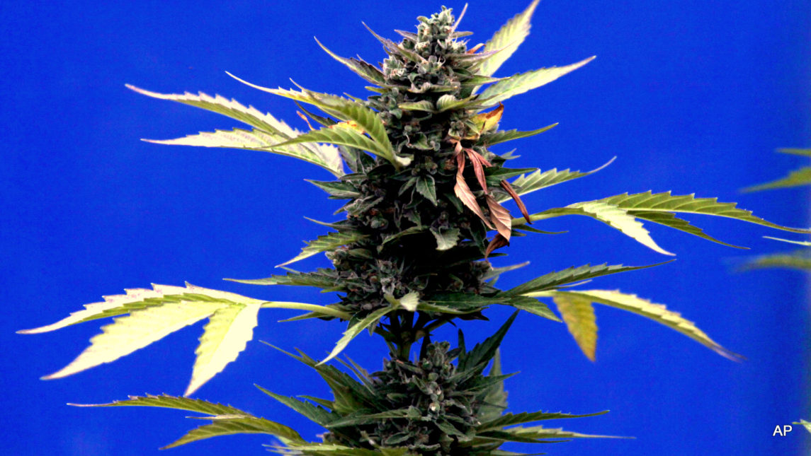 Pharmaceutical Industry Synthesizing Marijuana To Patent It… And It’s Already Killing People