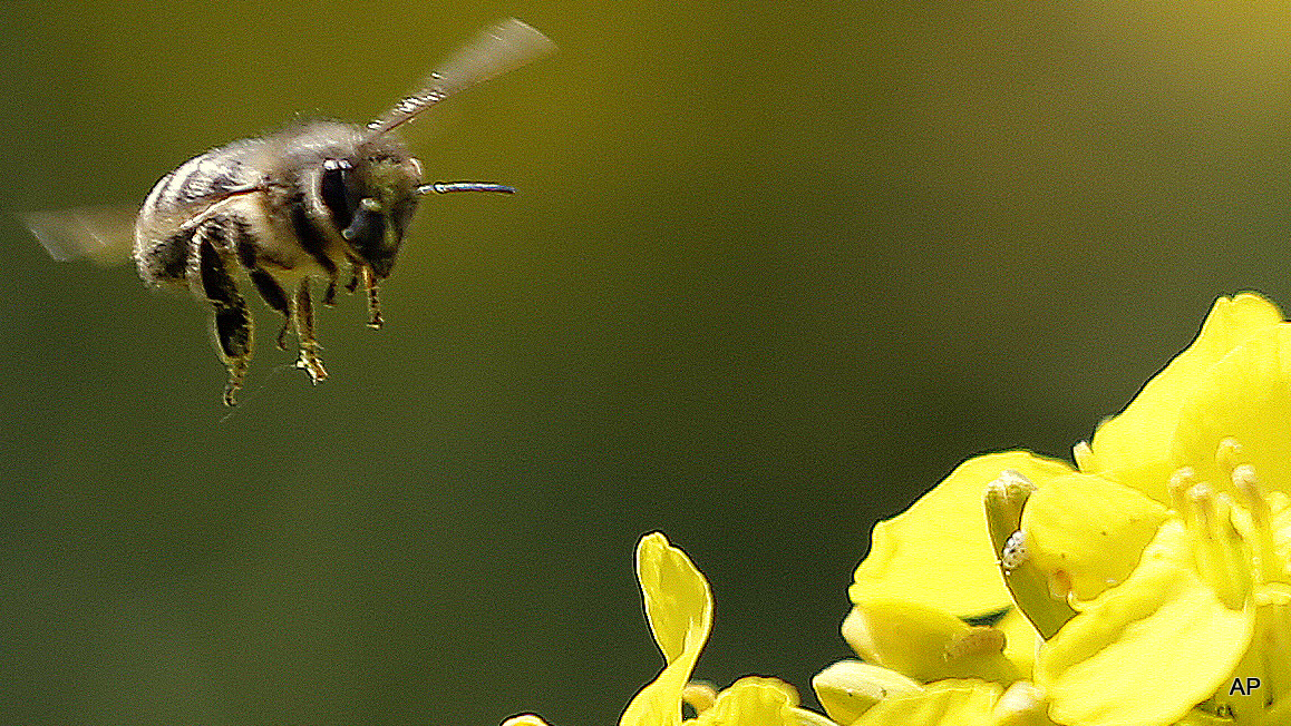 A bee approaches landing on a blossom at a farmers field. The federal government is finally acknowledging and addressing colony collapse disorder.
