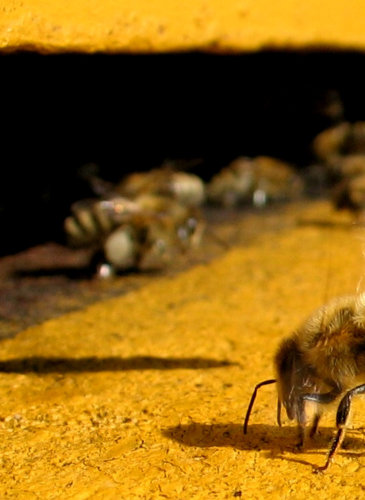 A honey bee at a hive entrance fanning, colony collapse disorder is causing alarm over the security of the world's food supply.