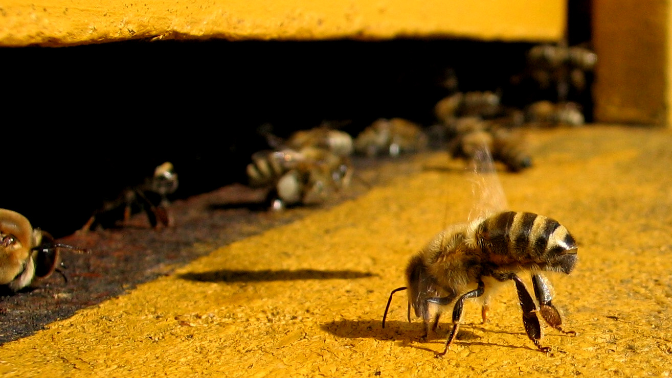 A honey bee at a hive entrance fanning, colony collapse disorder is causing alarm over the security of the world's food supply.