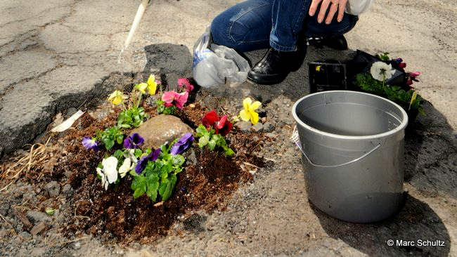 Schenectady resident Elaine Santore fills a pothole in the middle of North Center St. with pansies.