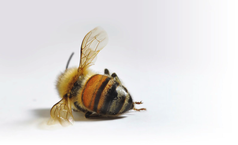 bee