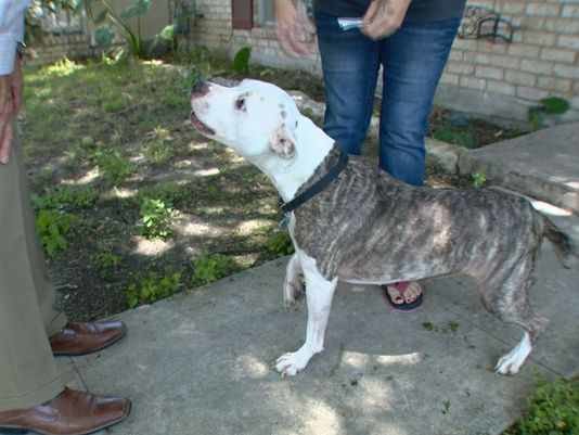 San Antonio Police Officer Shoots Family Dog