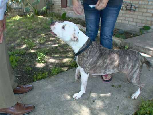 San Antonio Police Officer Shoots Family Dog