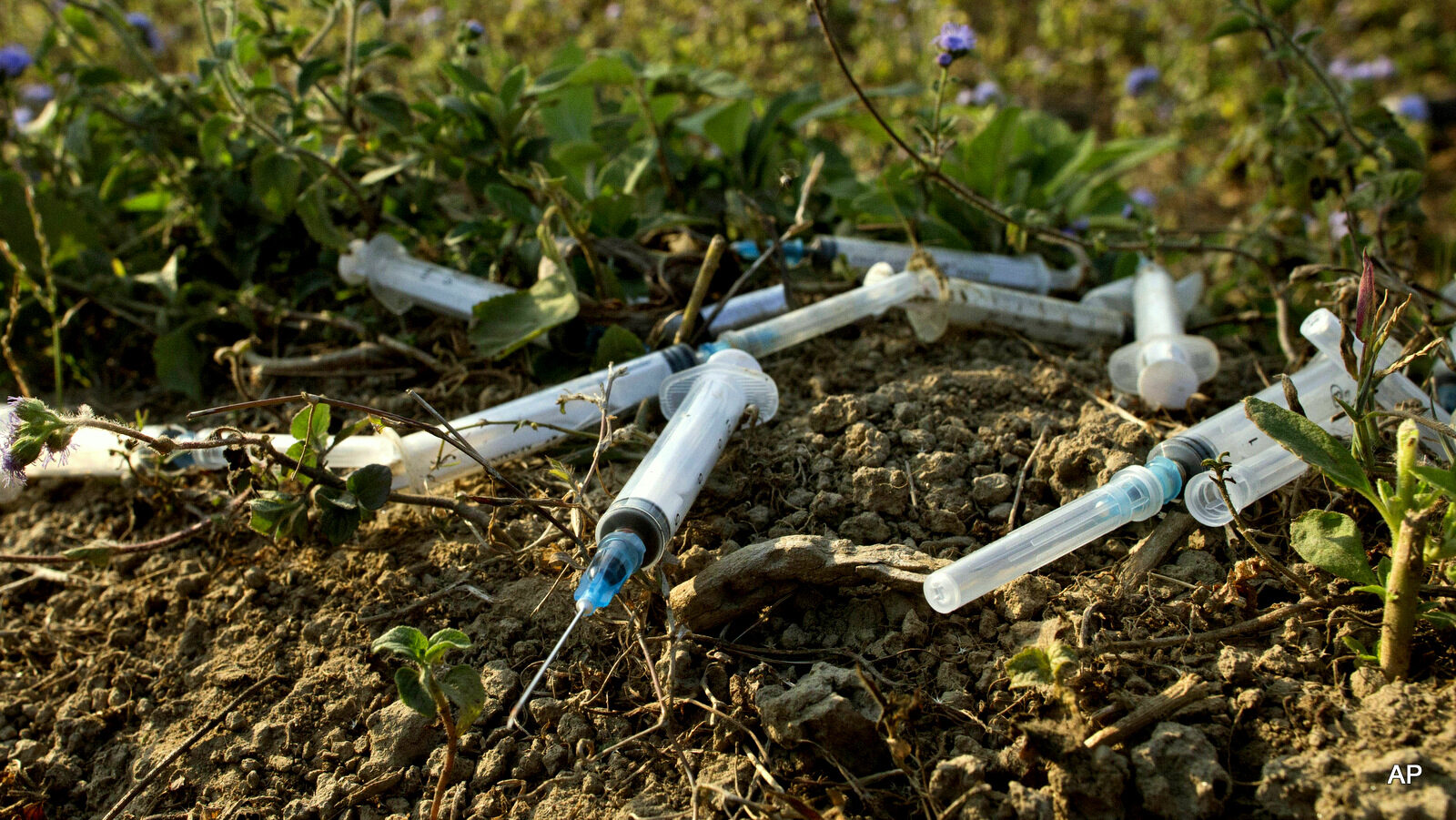 freshly dumped hypodermic syringes and a needle litter an abandoned cemetery