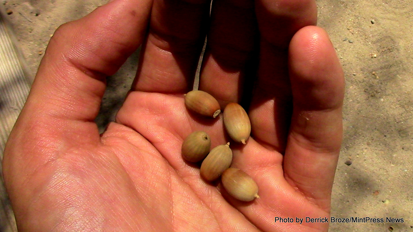 Acorns from the oak trees sacred to the Apache.