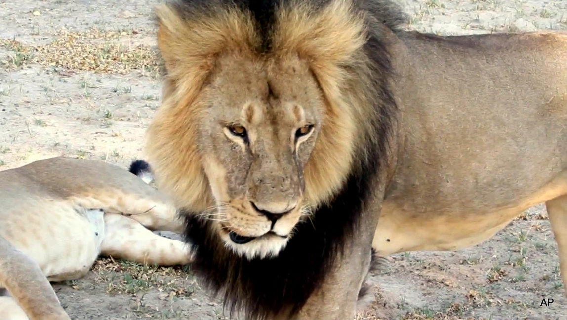 FILE - In this image takem from a November 2012 video made available by Paula French, a well-known, protected lion known as Cecil strolls around in Hwange National Park, in Hwange, Zimbabwe. Zimbabwe's wildlife minister says extradition is being sought for Walter Palmer, the American dentist who killed a Cecil.