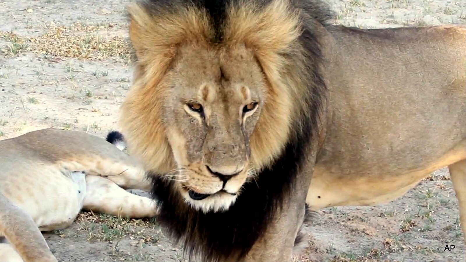 FILE - In this image takem from a November 2012 video made available by Paula French, a well-known, protected lion known as Cecil strolls around in Hwange National Park, in Hwange, Zimbabwe. Zimbabwe's wildlife minister says extradition is being sought for Walter Palmer, the American dentist who killed a Cecil.