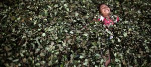 Top photo | In this Sept. 25, 2013, photo, a girl plays on a bed of coca leaves, in the village of Trincavini in Peru’s Pichari district. Pichari lies on the banks of the Apurimac river in a valley that the United Nations says yields 56 percent of Peru’s coca leaves, the basis for cocaine. Coca is central to rituals and religion in Andean culture but in recent decades has become more associated with global drug trafficking. (AP/Rodrigo Abd)