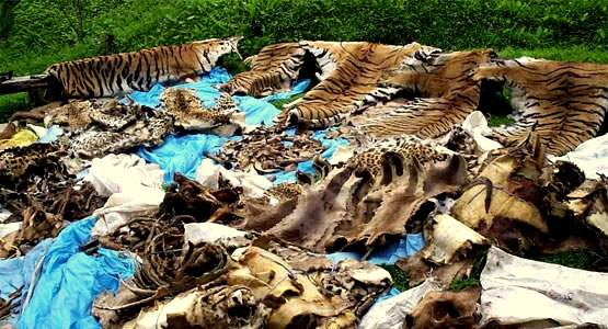 Police Kill 6 Tiger Poachers In Bangladesh