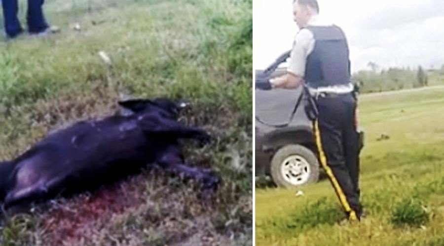Video Proves Officers Executed Family Dog Who Was Clearly No Threat