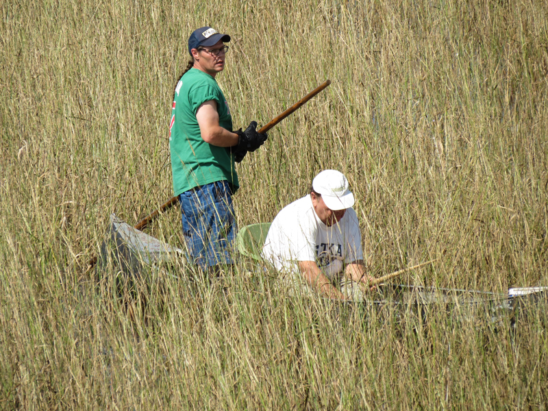 Traditional wild rice harvesting on a restored Fond du Lac reservation lake. One person poles the canoe across shallow water, while the other knocks grains loose with ricing sticks. (Photo credit: Cheryl Katz)