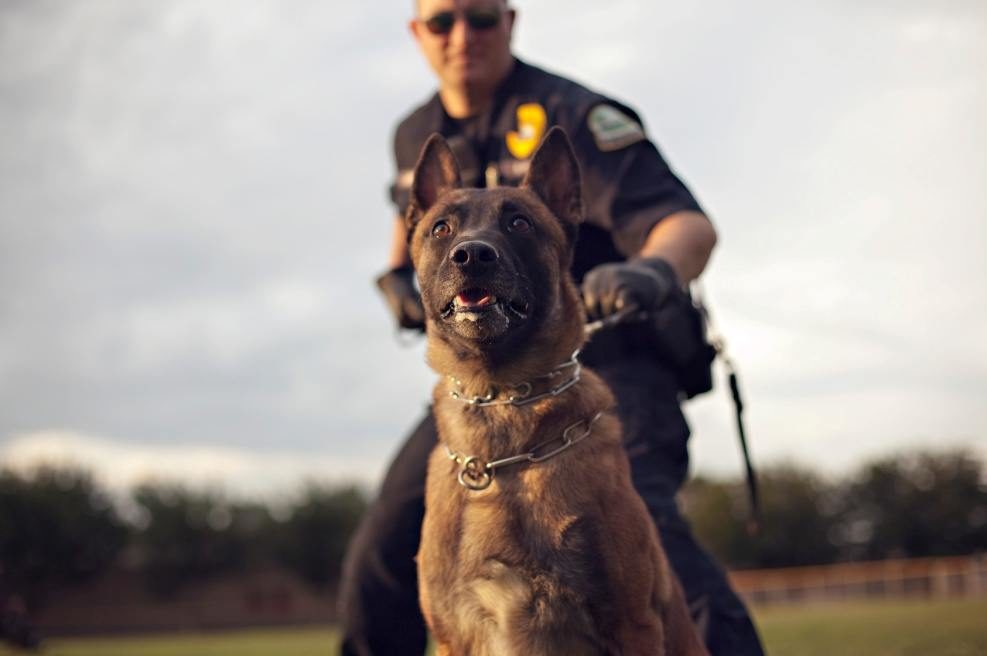 Police Dogs’ Lives Don’t Matter? 12 Police Dogs Died Of Heat Exhaustion In 2015