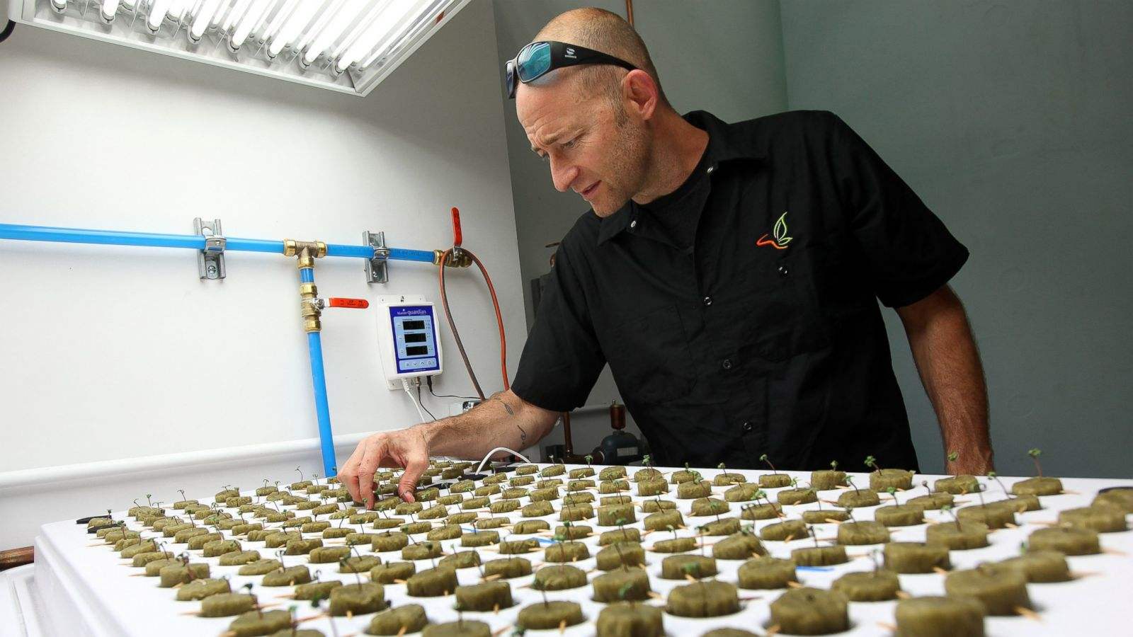 In this Sept. 24, 2015 photo, consultant Jonathan Hunt checks seedlings growing in the new marijuana growing facility on the Flandreau Santee Sioux Reservation in Flandreau, S.D. The project, according to the tribe, could generate up to $2 million a month in profit. The first joints are expected to go on sale Dec. 31 at a New Year’s Eve party. (AP Photo/Jay Pickthorn)