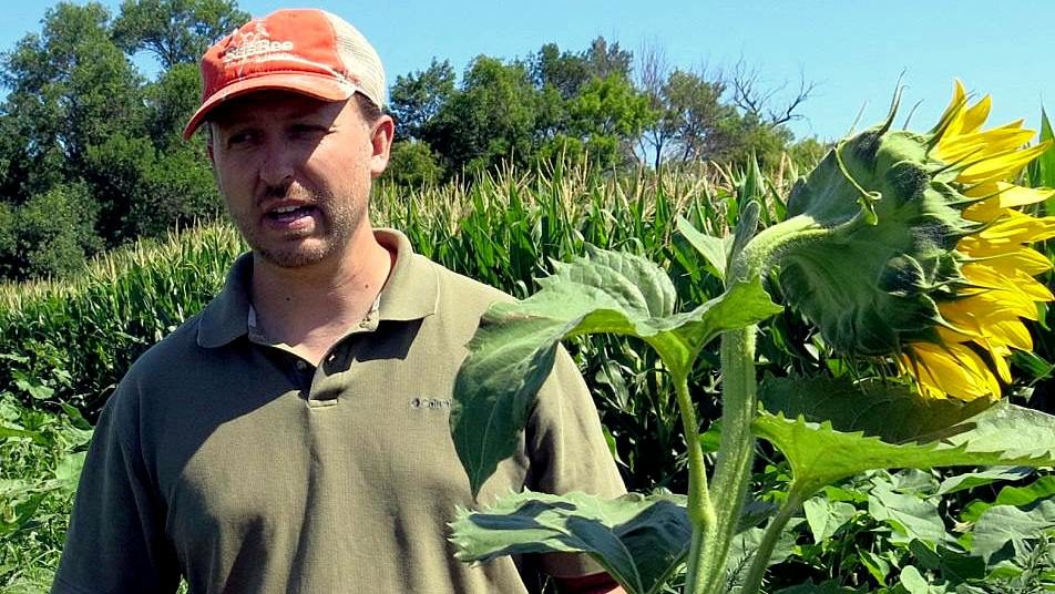 USDA Punished Bee Expert Turned Whistle-blower For Researching Pesticides