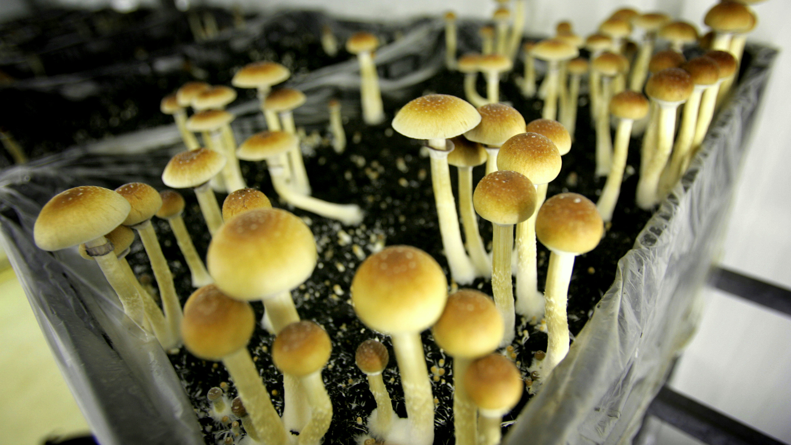 Psilocybin, more commonly known known as magic mushrooms are seen in a grow room at the Procare farm in Hazerswoude, central Netherlands. (AP Photo/Peter Dejong)