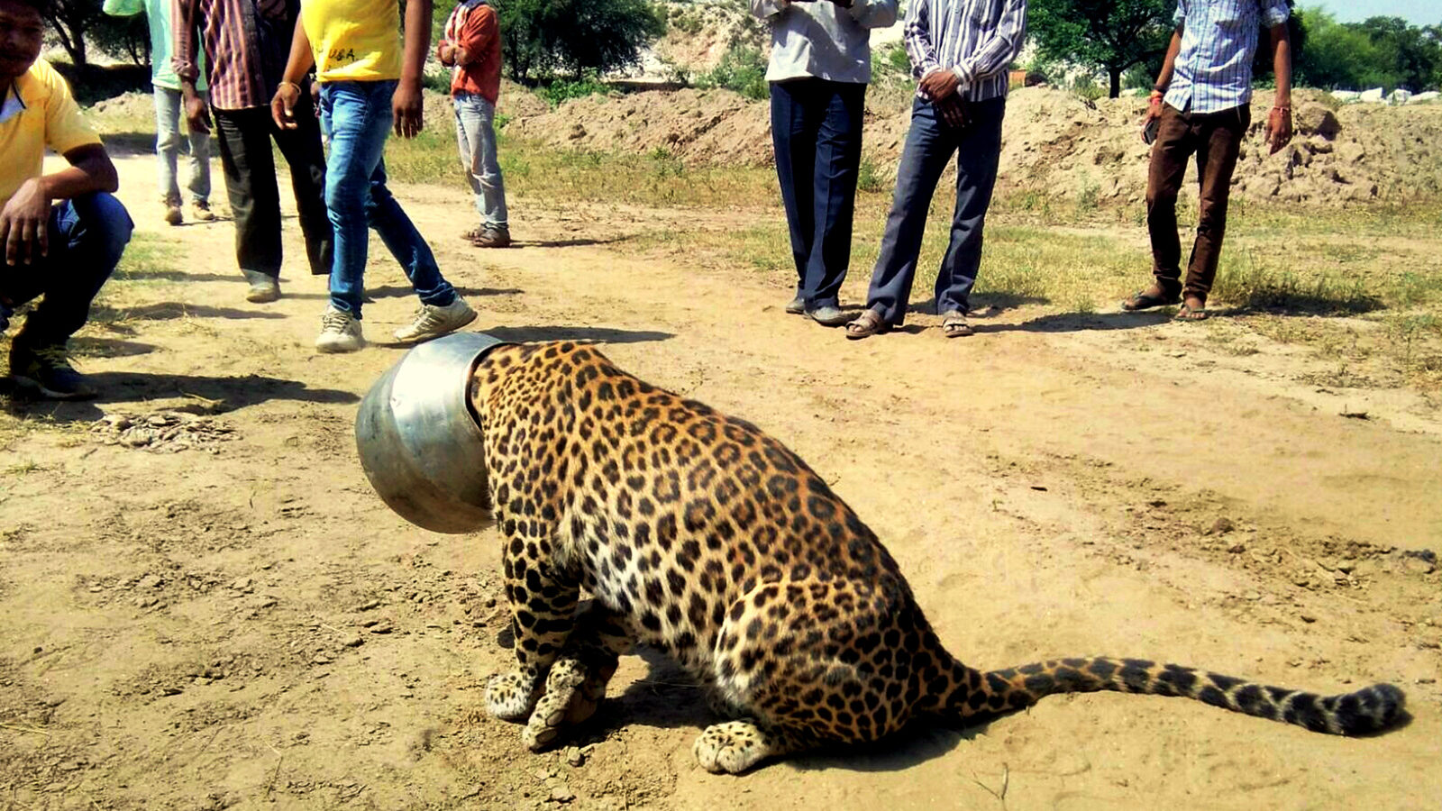 People stand around a leopard with its head stuck in a vessel in Rajsamand district of Rajasthan state, India, Wednesday, Sept. 30, 2015. The leopard’s head got stuck when it attempted to drink water from the pot, according to news reports. Forest officials tranquilized the animal and sawed off the vessel later in the day. (AP Photo/Kabir Jethi)