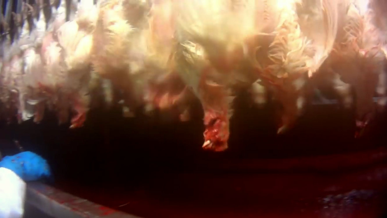 Screenshot from Tyson Caught on Hidden Camera Ripping Heads Off Live Animals taken by Mercy for Animals.