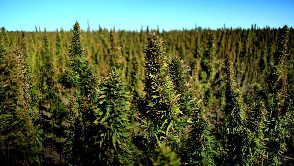 A field of industrial hemp. With the proliferation of legalization, hemp has garnered renewed interest from both the scientific community and from industry.