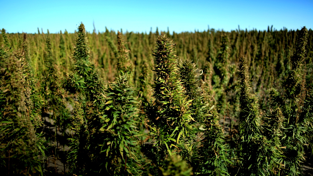 A field of industrial hemp. With the proliferation of legalization, hemp has garnered renewed interest from both the scientific community and from industry.