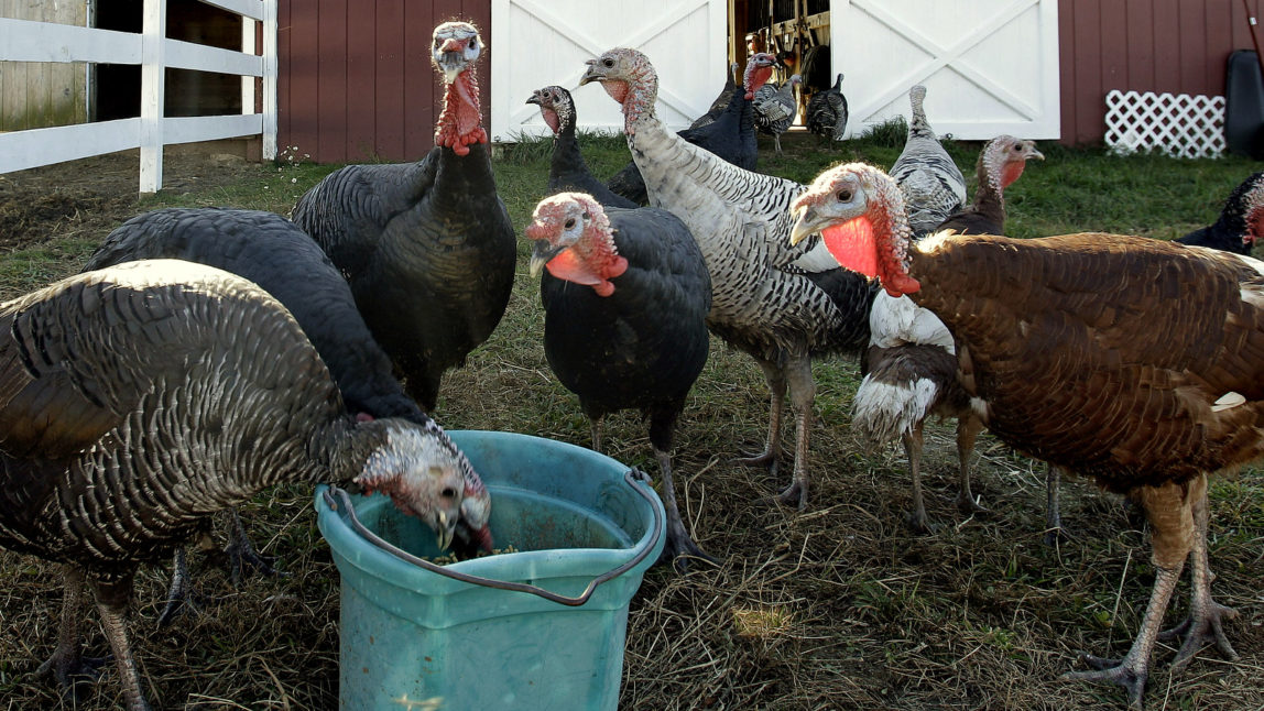 Your Thanksgiving Leftovers Could Be Helping To Stop Antibiotic-Resistant Diseases