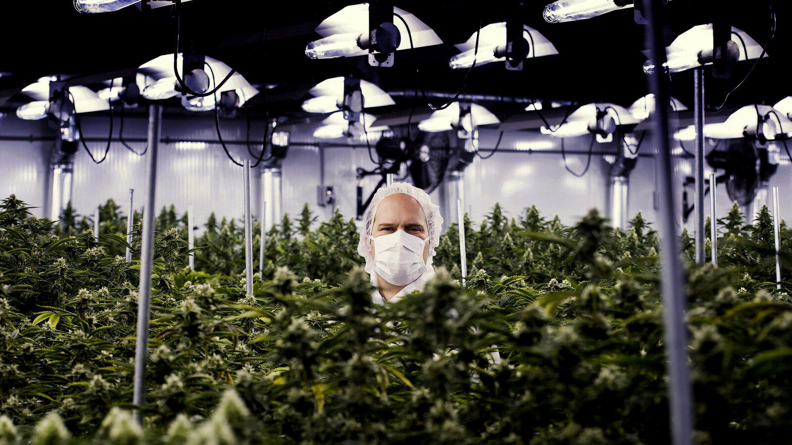 Neil Closner, MedReleaf, chief executive officer poses for photographs at the growing facility in Markham, Ontario
