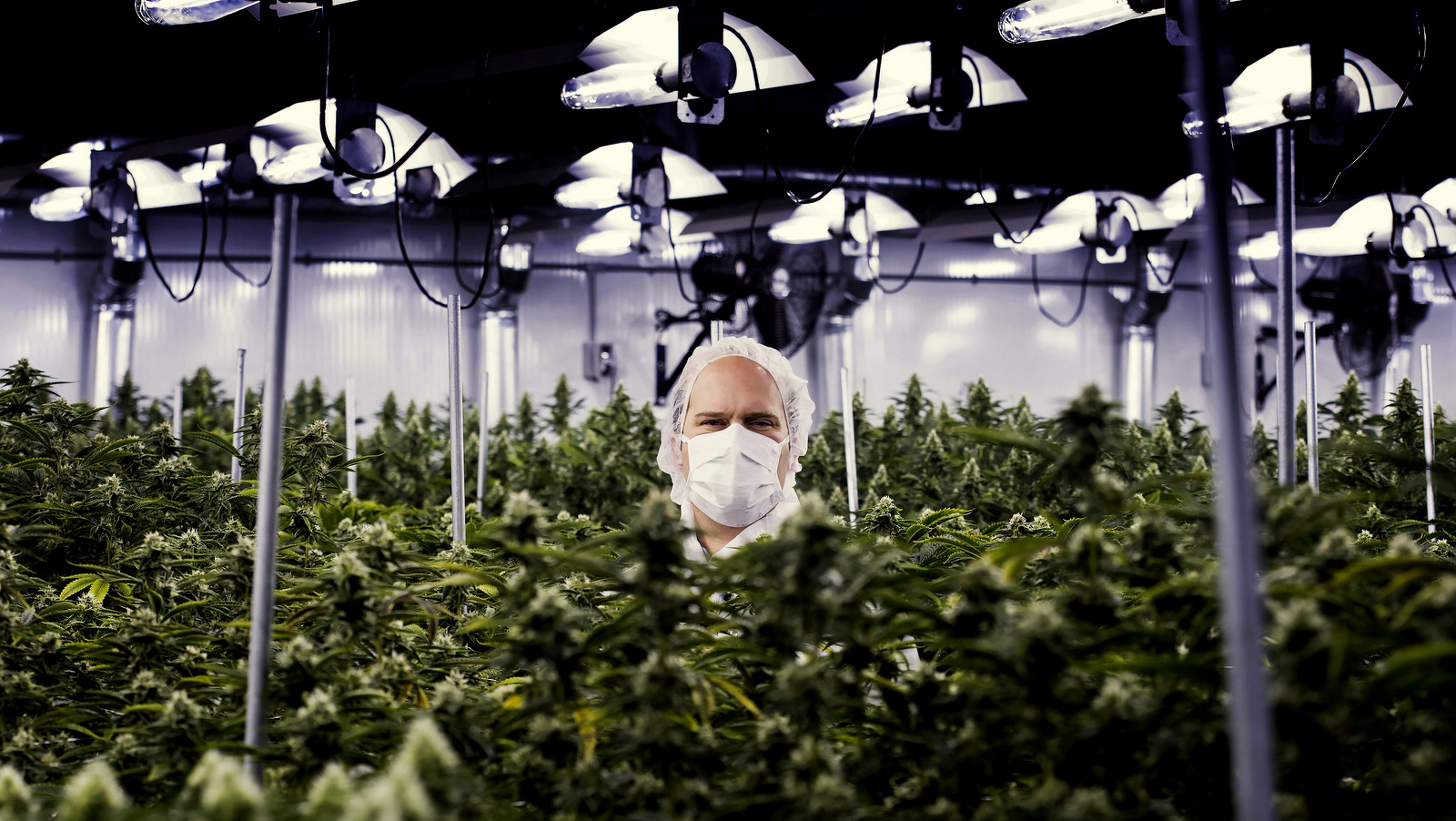 Neil Closner, MedReleaf, chief executive officer poses for photographs at the growing facility in Markham, Ontario