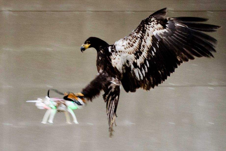 In this image released by the Dutch Police Tuesday Feb. 2, 2016, a trained eagle puts its claws into a flying drone. Police are working with a The Hague-based company that trains eagles and other birds to swoop down on small drones and grasp them in their talons in restricted areas or where they are banned, such as at large outdoor events. (Dutch Police via AP)