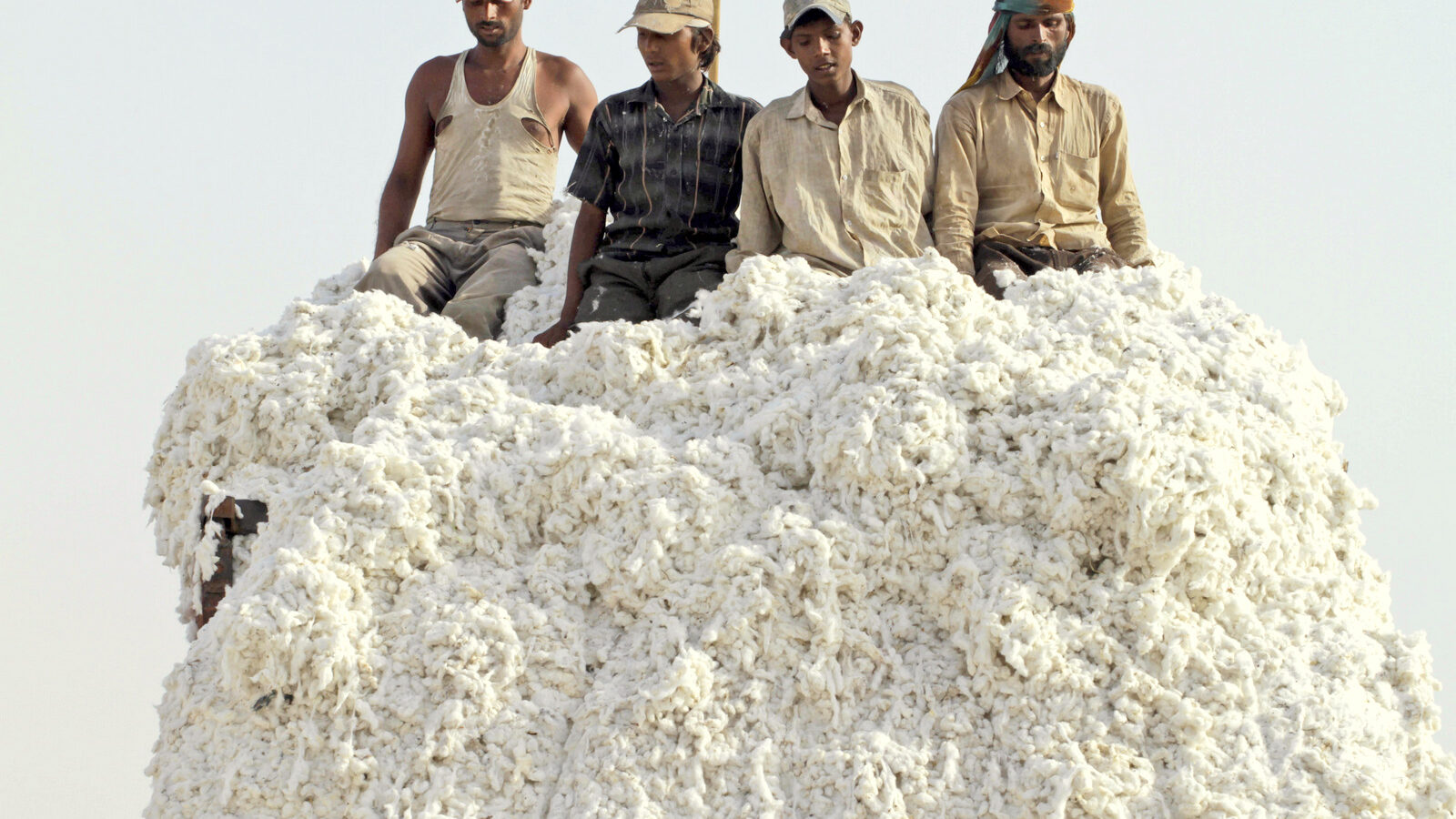 Indian laborers unload cotton from a truck at a cotton mill near Kadi, about 55 kilometers (34 miles) from Ahmadabad, India. U.S. seed giant Monsanto has threatened to pull its genetically modified crop technology from India if the government goes ahead with its plan to cut the company's royalty fees. (AP Photo/Ajit Solanki, file)
