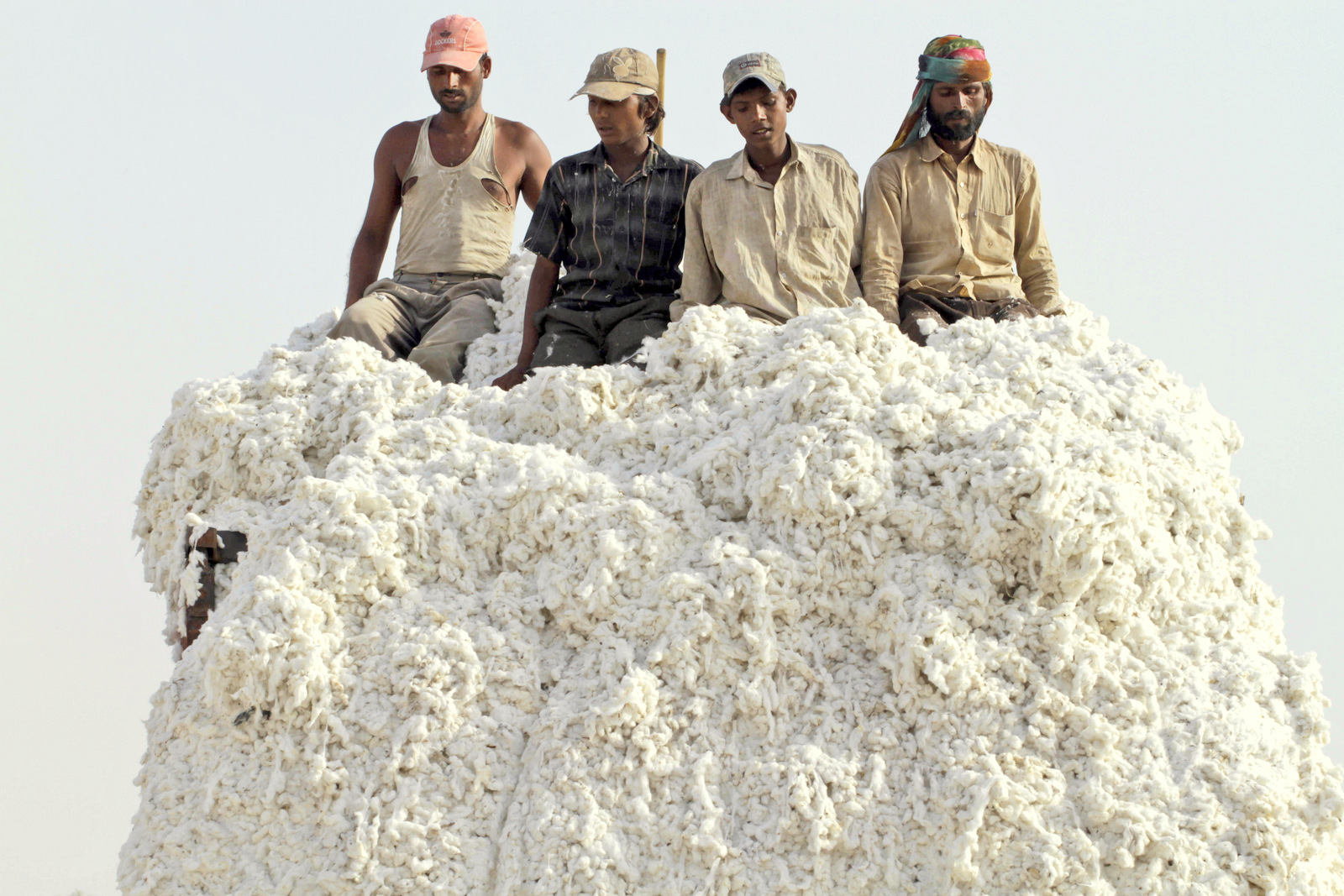 Indian laborers unload cotton from a truck at a cotton mill near Kadi, about 55 kilometers (34 miles) from Ahmadabad, India. U.S. seed giant Monsanto has threatened to pull its genetically modified crop technology from India if the government goes ahead with its plan to cut the company's royalty fees. (AP Photo/Ajit Solanki, file)