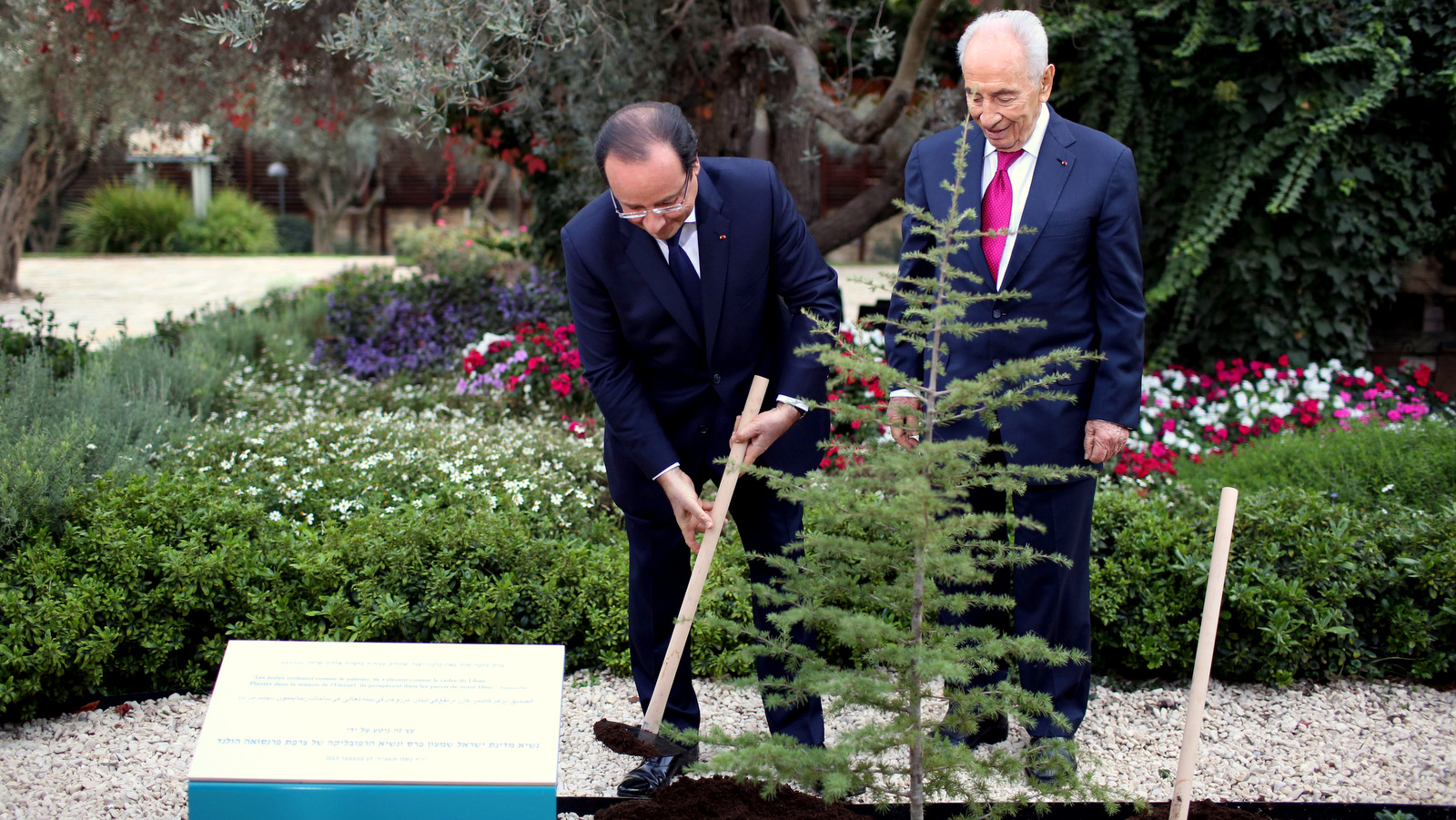 El presidente israelí, Shimon Peres, a la derecha, y el presidente francés, Francois Hollande, plantan un árbol de cedro en Jerusalén. El Gremio Nacional de Abogados pidió la investigación del Fondo Nacional Judío, una organización famosa por plantar árboles en tierras confiscadas por la fuerza a los palestinos. (AP / Abir Sultan)