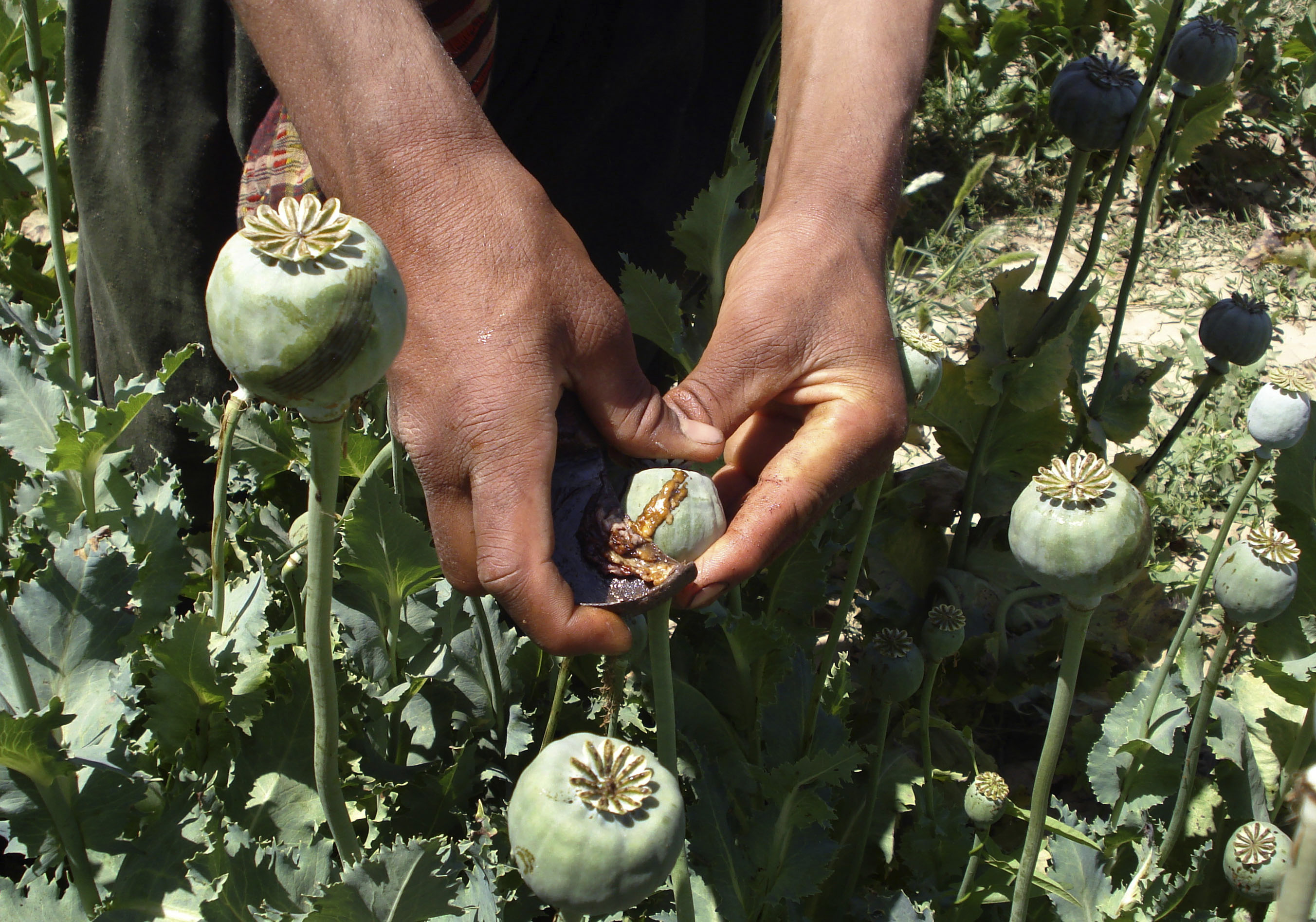 An Afghan man collects resin from poppies in an opium poppy field in Panjwai district of Kandahar province, south of Kabul, Afghanistan on Wednesday, May 21, 2008. Afghanistan supplies some 93 percent of the world's opium used to make heroin (AP Photo)